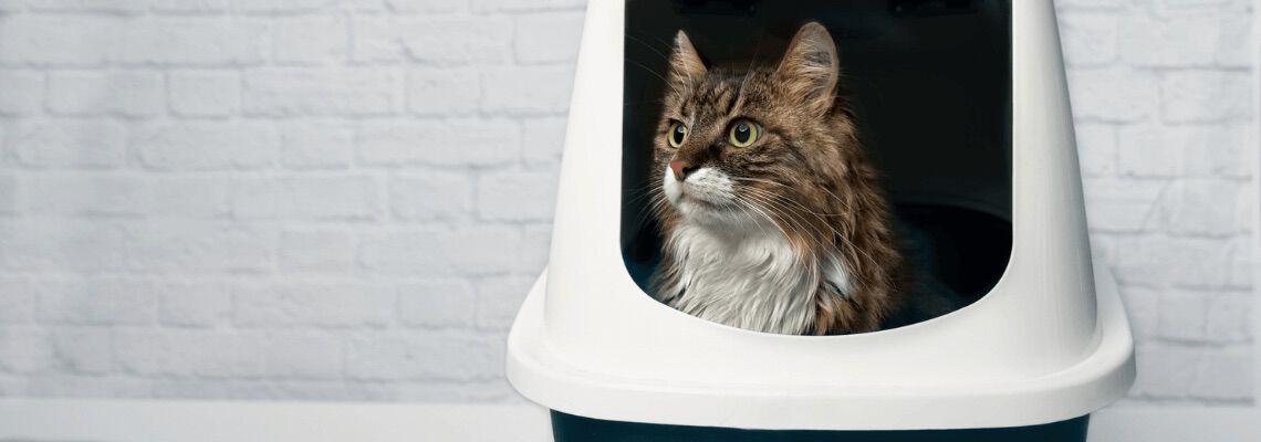 [paste advice page name here]